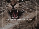 Специалисты регионального Роспотребнадзора рассказали, как предотвратить заражение бешенством