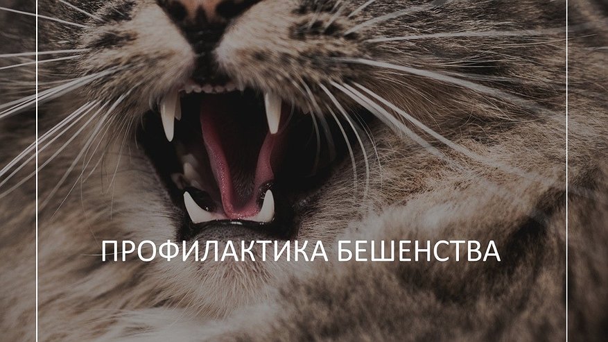 Главная картинка новости: Специалисты регионального Роспотребнадзора рассказали, как предотвратить заражение бешенством