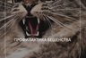 Миниатюра новости: Специалисты регионального Роспотребнадзора рассказали, как предотвратить заражение бешенством