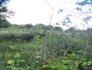В Муромском округе вернули к жизни заброшенный сельхозучасток