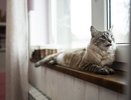 Не линяют, не пахнут и не доставляют хлопот: лучшие породы кошек для комфорта