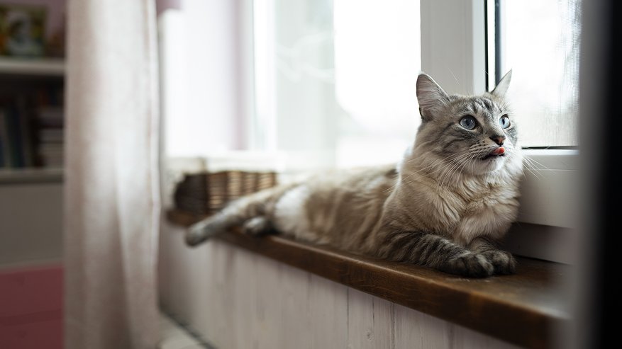 Главная картинка новости: Кошки, которые вас удивят: никакой шерсти и посторонних запахов