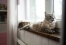 Миниатюра новости: Кошки, которые вас удивят: никакой шерсти и посторонних запахов