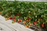Миниатюра новости: Октябрьский уход за клубникой: три добавки для впечатляющего урожая