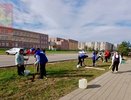 В Покрове школьники и волонтёры высадили Аллею Героев