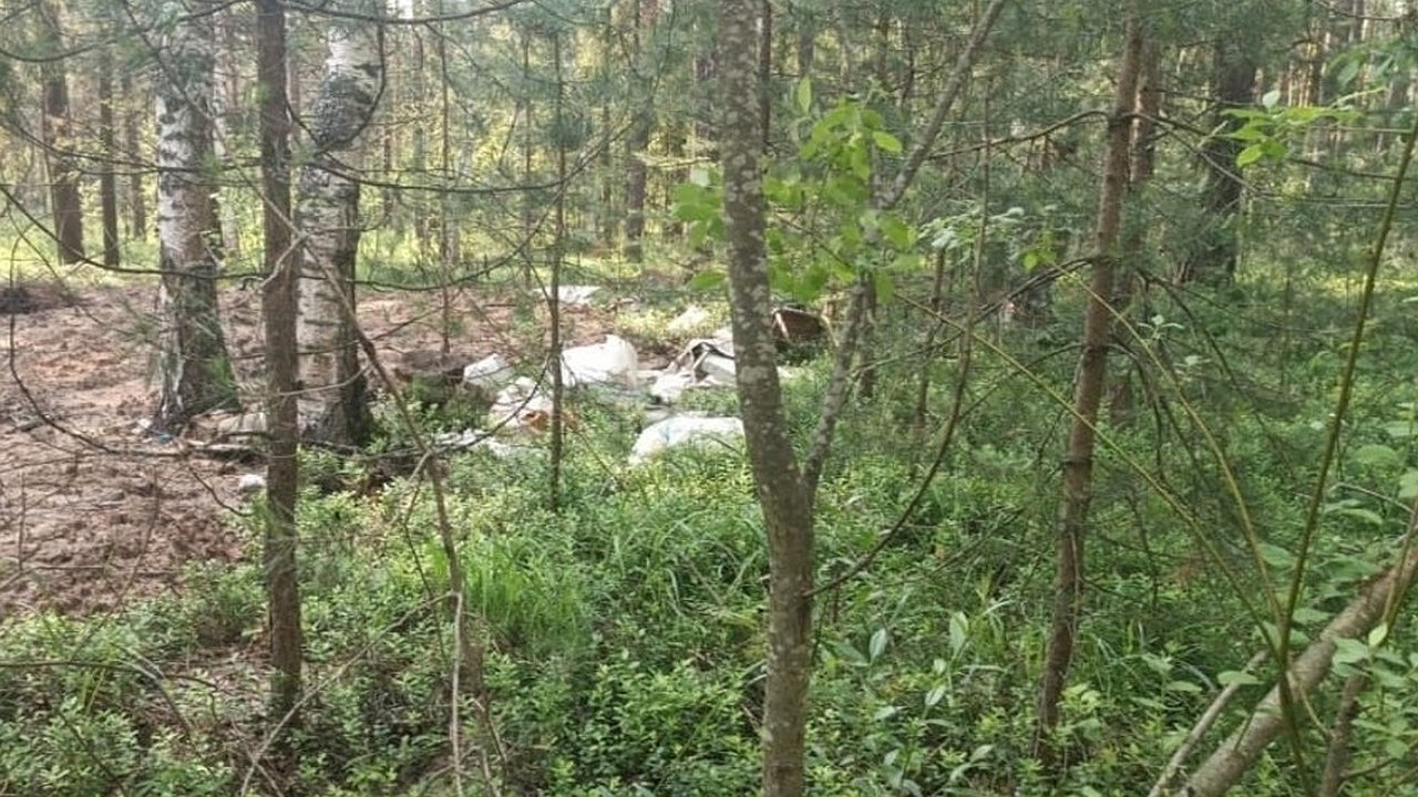 Главная картинка новости: Суд обязал «Владимирское лесничество» очистить лес у Мостостроя от свалки мусора