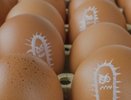 Специалисты регионального Роспотребнадзора рассказали о профилактике сальмонеллеза