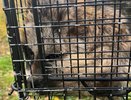 В окрестностях Гусь-Хрустального спасли енотовидную собаку