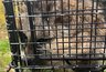 Миниатюра новости: В окрестностях Гусь-Хрустального спасли енотовидную собаку