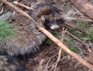 В Гороховецком районе госохотинспекторы спасли енотовидную собаку из браконьерской петли