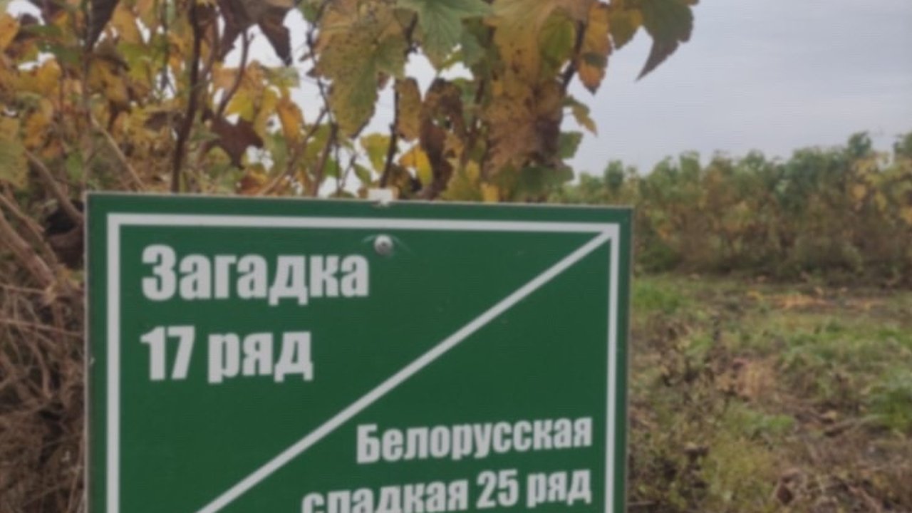 Главная картинка новости: За 12 месяцев суздальский фермер превратил 59 гектаров земли в плантацию черной смородины