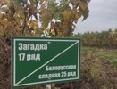 За 12 месяцев суздальский фермер превратил 59 гектаров земли в плантацию черной смородины