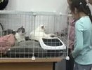 Во Дворце творчества юным владимирцам устроили празднование Дня кошек