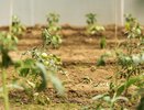 Осенью посыпаю грядки в теплице 1 стаканом такого «порошка» — за зиму почва становится здоровой и готовой к новому сезону