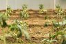 Миниатюра новости: Осенью посыпаю грядки в теплице 1 стаканом такого «порошка» — за зиму почва становится здоровой и готовой к новому сезону