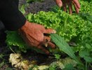 Сажаю 3 культуры в октябре – собираю урожай в мае: соседи только начинают посадки, а мы уже едим салаты