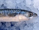 Малосольная скумбрия по-северному: нежнейшая и аппетитная закуска — главный секрет не в рассоле