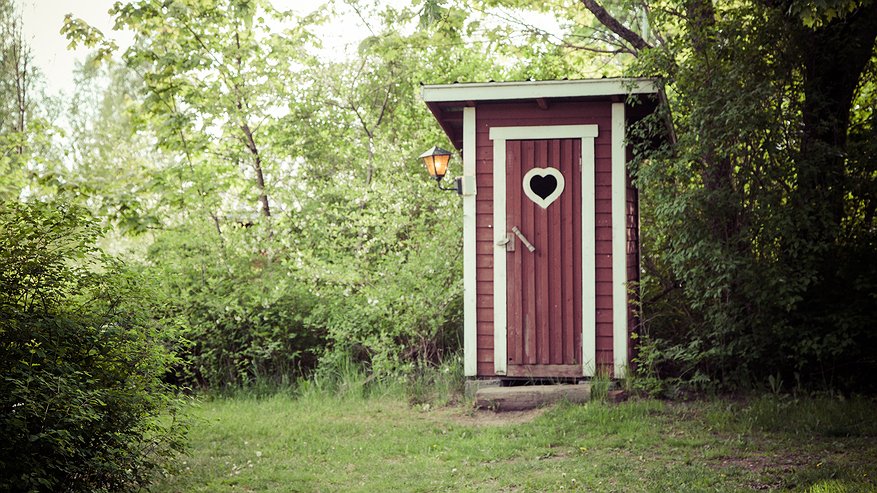 Главная картинка новости: Это дерево вмиг осушит выгребную яму: дачники забывают об откачке на десятки лет