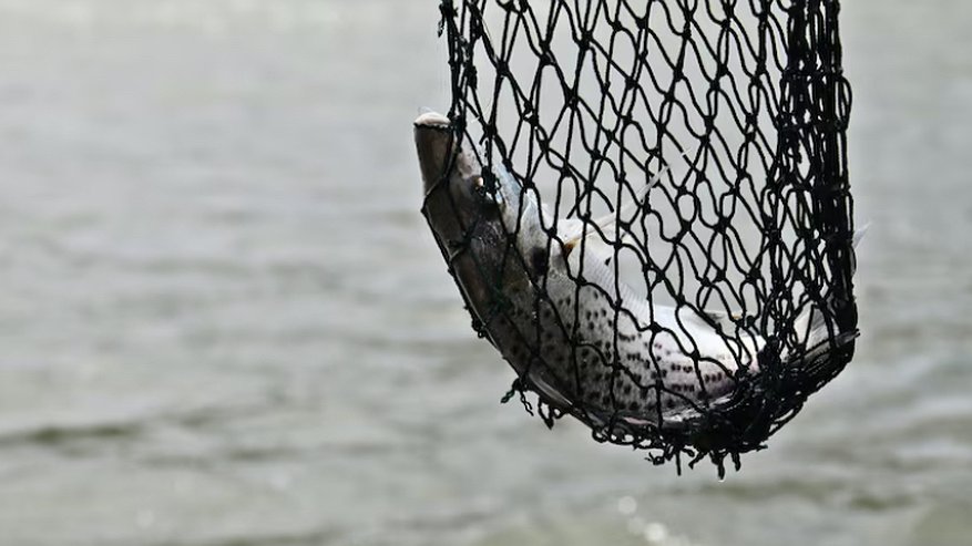 Главная картинка новости: Рыбалка на Оке обошлась муромлянам в миллион рублей штрафа