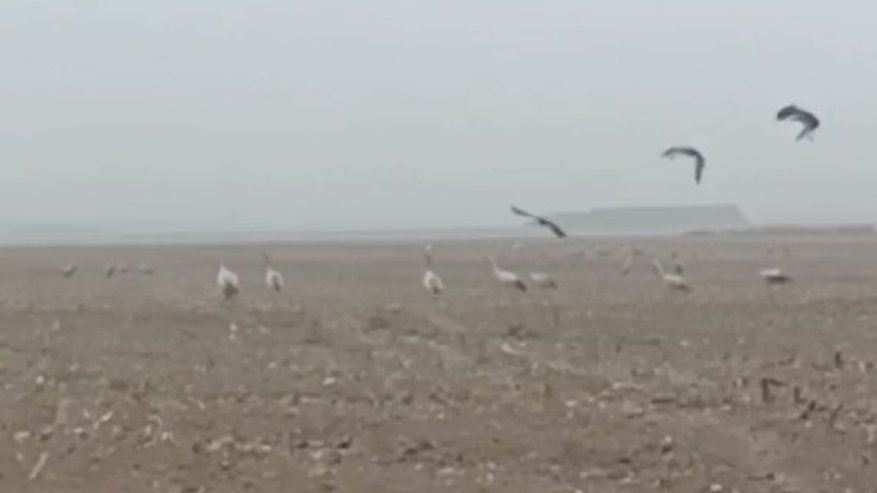 Главная картинка новости: В Меленковском районе засняли «отдыхающую» стаю серых журавлей