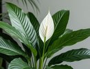 Самый простой уход за спатифиллумом: будет цвести почти весь год