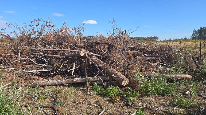 Главная картинка новости: В Гусевском лесничестве Владимирской области проблемы с утилизацией порубочных остатков