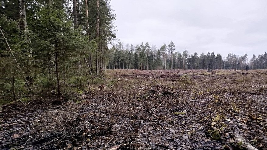 Главная картинка новости: В Гороховецком районе выявили нарушения при рубке леса и несоблюдении пожарных правил