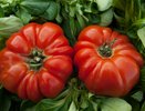 Пять незаменимых сортов томатов для обильного урожая