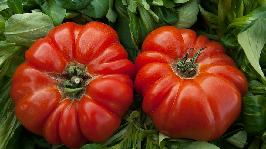 Главная картинка новости: Пять незаменимых сортов томатов для обильного урожая