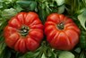 Миниатюра новости: Пять незаменимых сортов томатов для обильного урожая