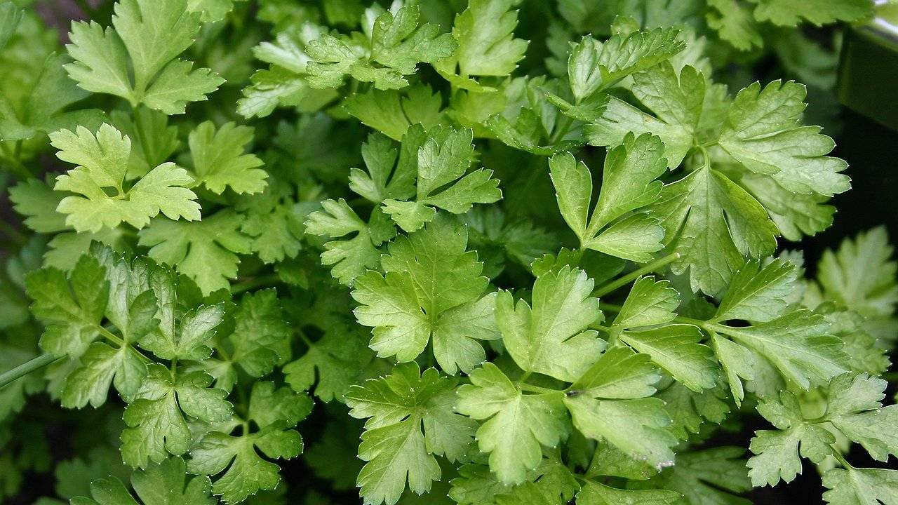 Главная картинка новости: Сажаю 3 культуры в ноябре – получаю урожай в мае: соседи только начинают посадки, а мы уже кушаем салаты