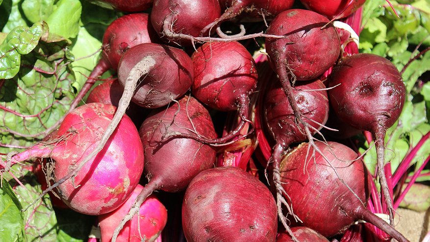 Главная картинка новости: Секрет хранения свеклы до весны: проверенный метод с пакетами. Почему свекла вянет и как это предотвратить?