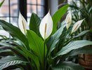 Простейший способ ухода за спатифиллумом: будет цвести почти весь год