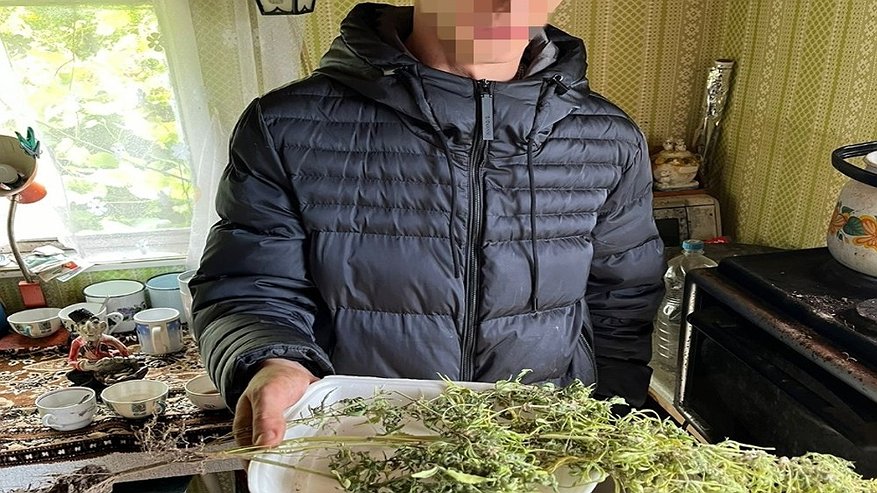 Главная картинка новости: Жителя Коврова будут судить за хранение и выращивание запрещённых растений