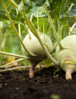 Осеннее оздоровление теплицы: простой метод восстановления почвы за зиму