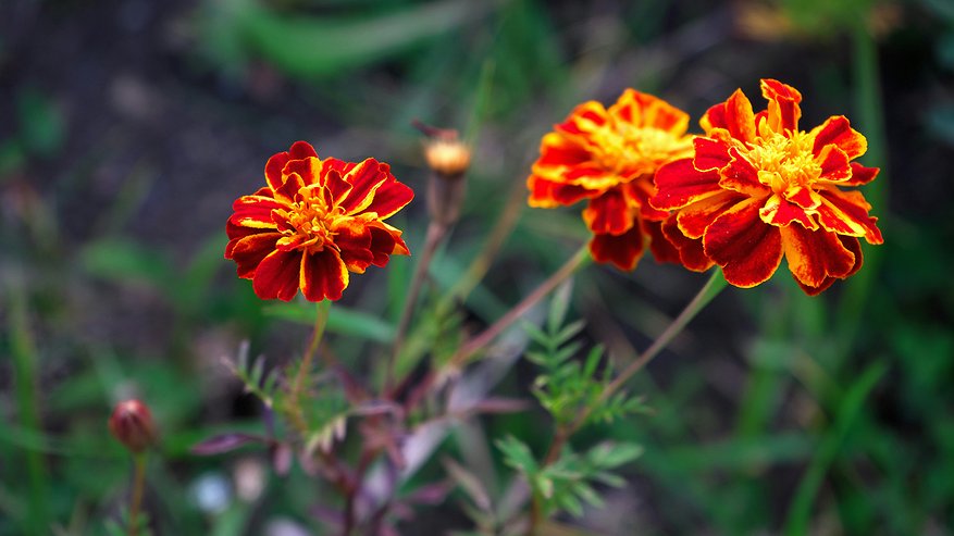 Главная картинка новости: Бархатцы на грядках — вред для урожая: вредят огороду больше, чем насекомые