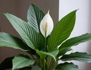 Домашний спатифиллум: как за этим растением правильно ухаживать — советы квалифицированного цветовода