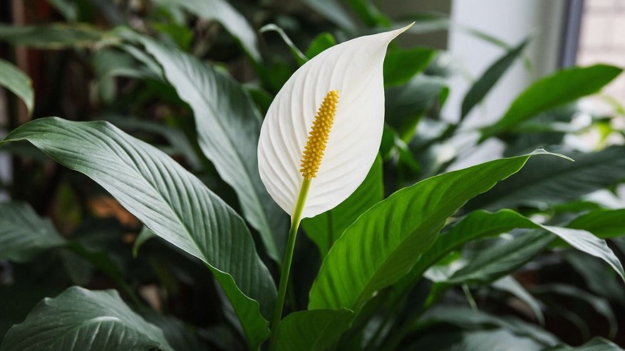 Главная картинка новости: Самый легкий уход за спатифиллумом: радует цветением почти круглый год