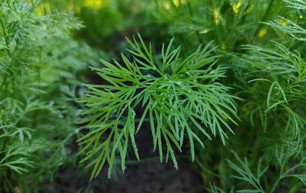 Никому не говорите: хитрый способ посеять укроп в ноябре для большого урожая - совет опытных дачников