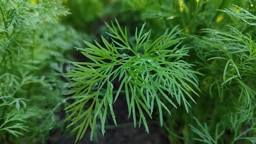 Главная картинка новости: Никому не говорите: хитрый способ посеять укроп в ноябре для большого урожая - совет опытных дачников