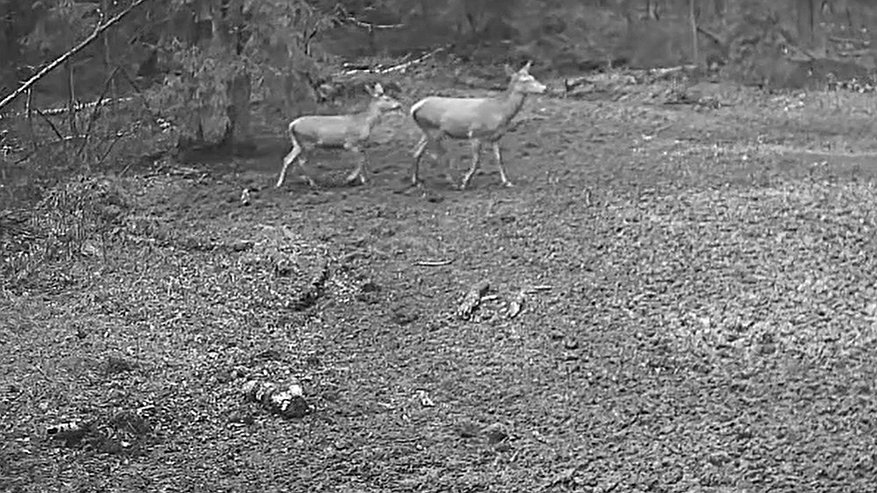 Главная картинка новости: В Киржачском районе засняли трогательную встречу оленихи с детёнышем