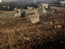 В Суздальском районе выявили проблемы с условиями содержания редких пород гусей