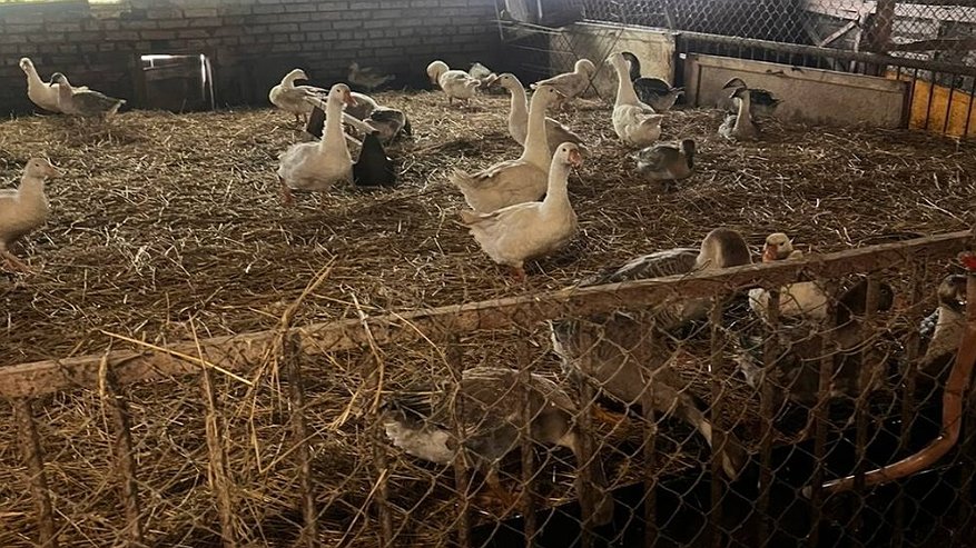 Главная картинка новости: В Суздальском районе выявили проблемы с условиями содержания редких пород гусей