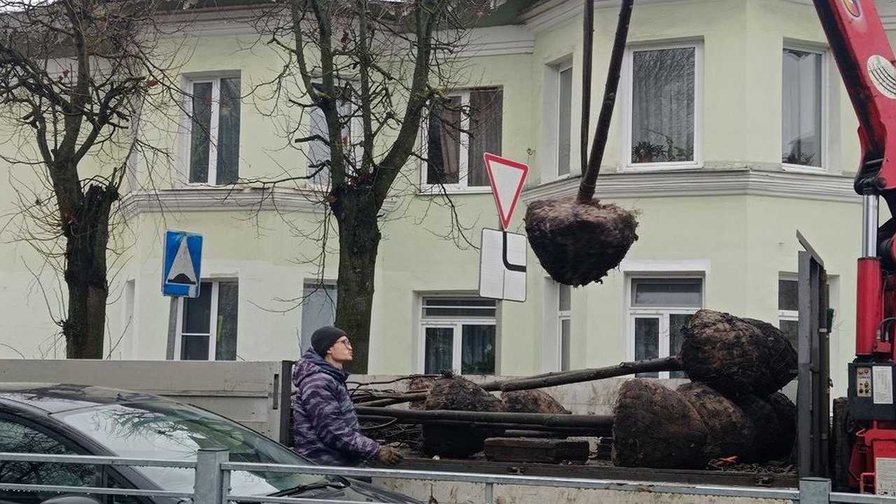 Главная картинка новости: В разных районах Владимира высадят 300 молодых лип заместо спиленных насаждений