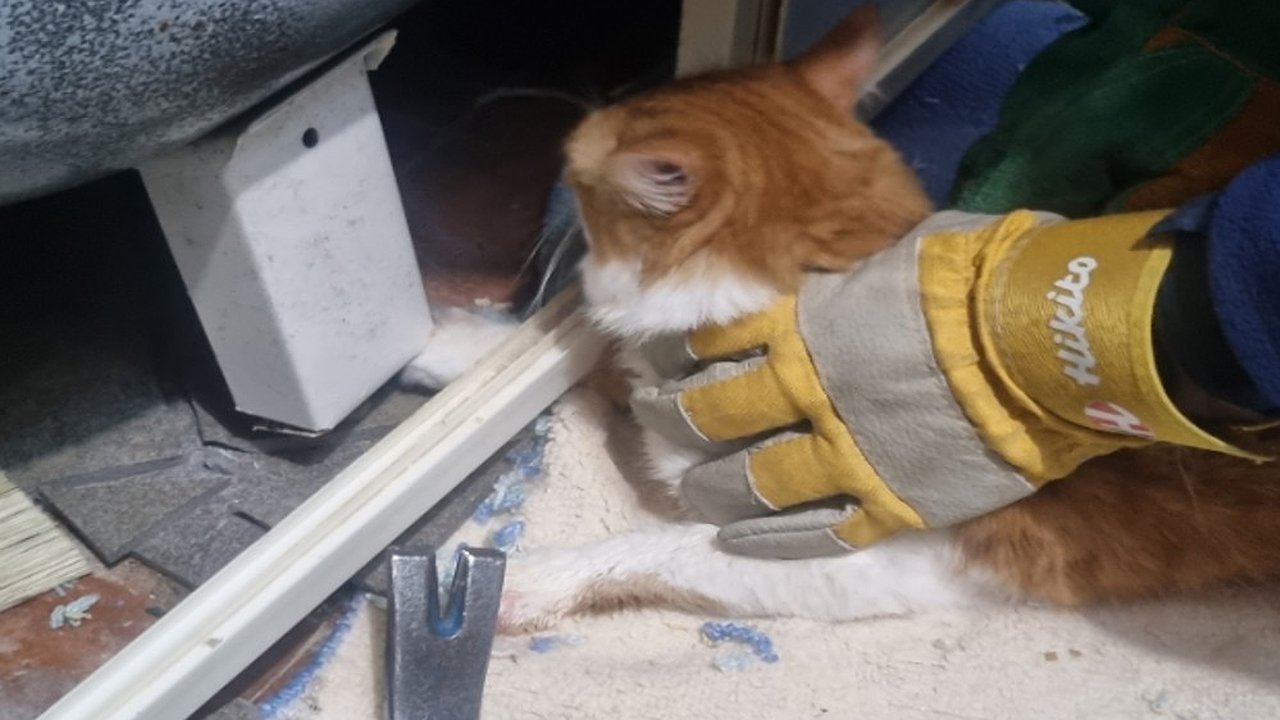 Главная картинка новости: Владимирские спасатели вызволили застрявшего лапой под ванной котёнка