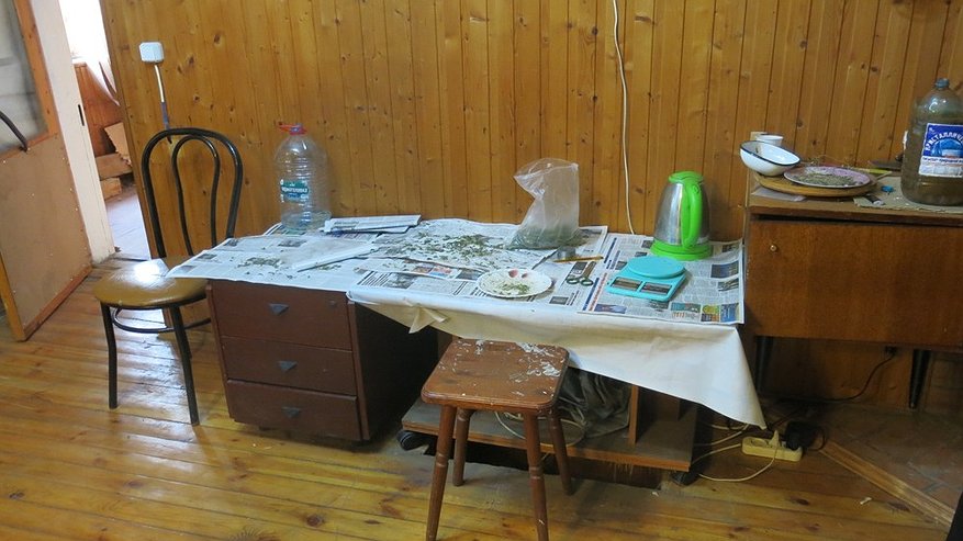 Главная картинка новости: Двух жителей Петушков осудят за выращивание запрещённых растений с целью продажи