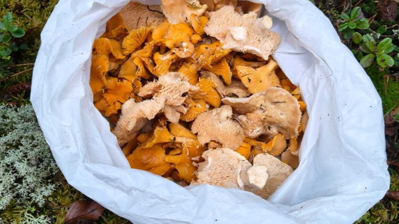 Главная картинка новости: В Судогодском округе охотинспекторы нашли редкие для ноября лисички и ежовики