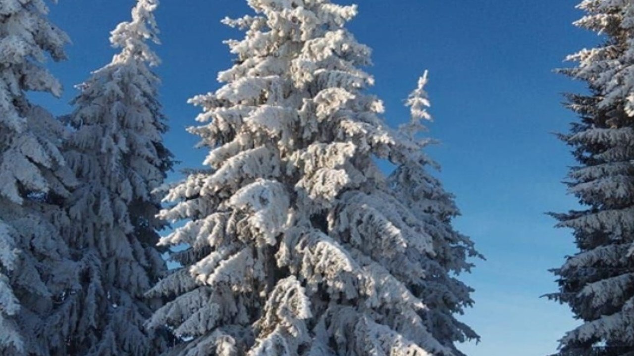 Главная картинка новости: Во Владимирской области усилили охрану молодых хвойных деревьев перед Новым годом