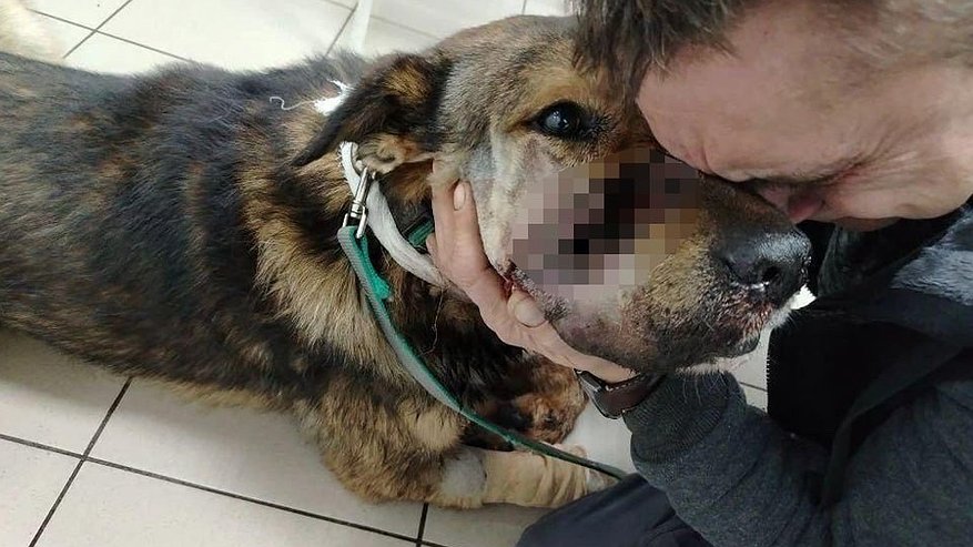 Главная картинка новости: Житель Подмосковья убил из ружья двух собак и ранил их хозяина