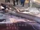 В Гусь-Хрустальном упавшее дерево травмировало прохожих у жилого дома
